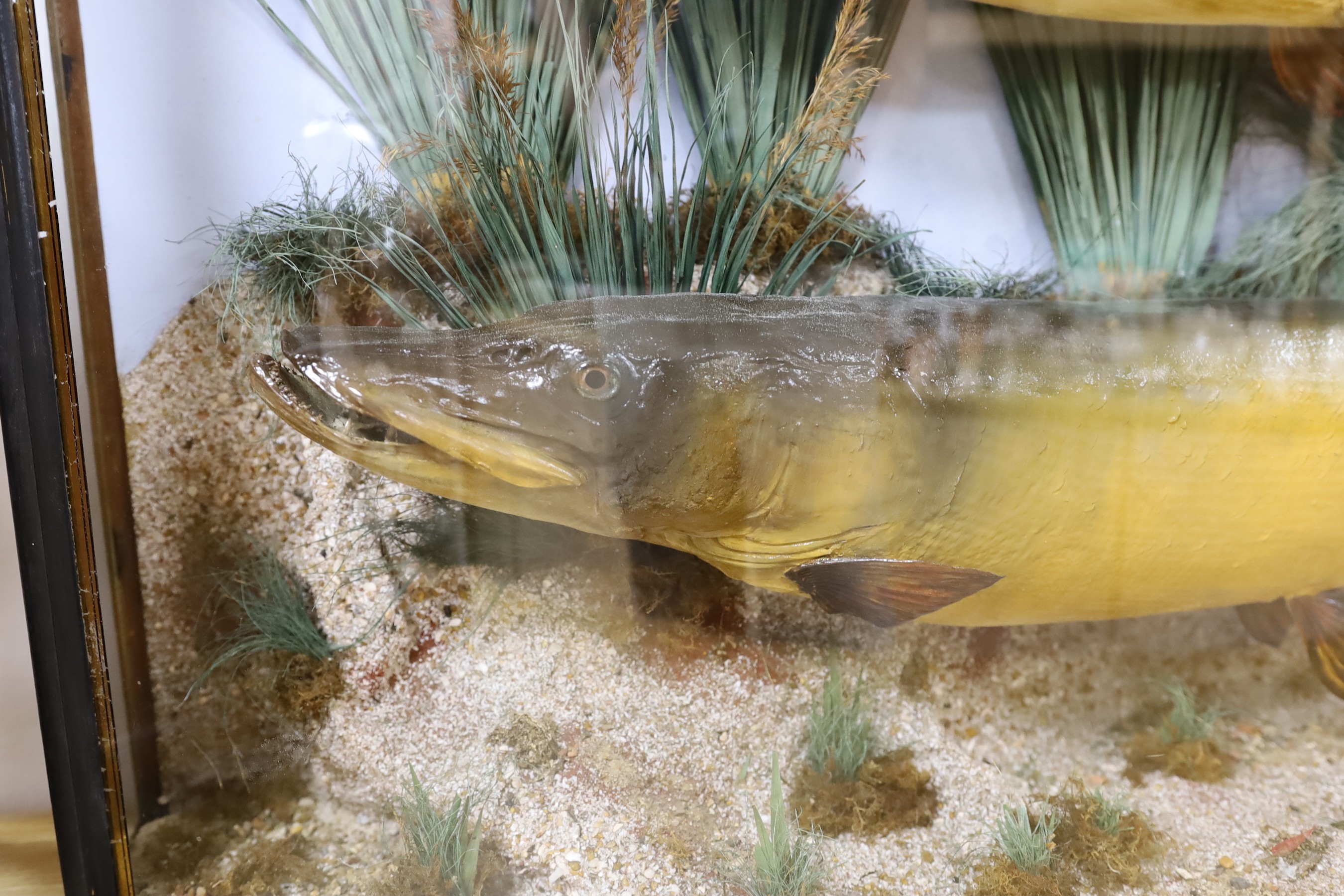 Taxidermy- an early 20th century naturalistic display of two pikes in a bowfront case, 98 cm wide, 23 cm deep, 63 cm high